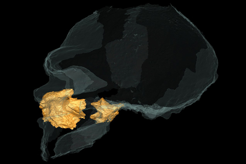 Vor schwarzem Hintergrund die Silhouette eines Schädels von der Seite, links unten darin komplexe, goldgelbe Strukturen der inneren Nase